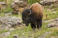 012 Amerikanischer Bison - Buffalo